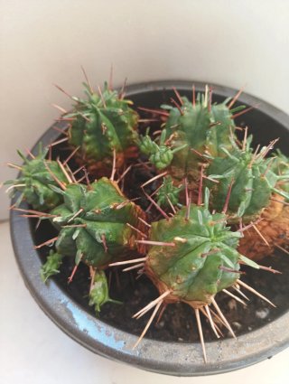 Euphorbia ferox colección