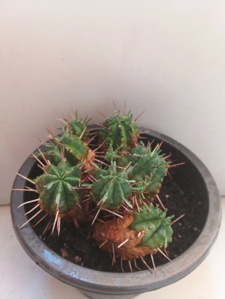 Euphorbia ferox colección