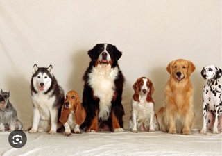 Cuidador perros