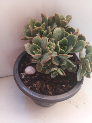 Aeonium haworthii - Rosa de piedra