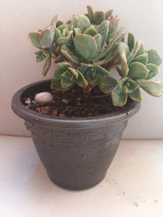 Aeonium haworthii - Rosa de piedra