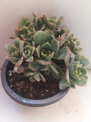 Aeonium haworthii - Rosa de piedra