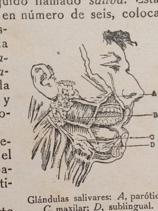 Libros de salud años 30. Guía y Formulario de Terapeútica + Fisiología e Higiene.