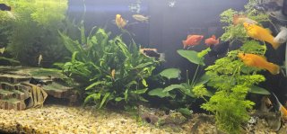 Acuario completo con mueble y peces