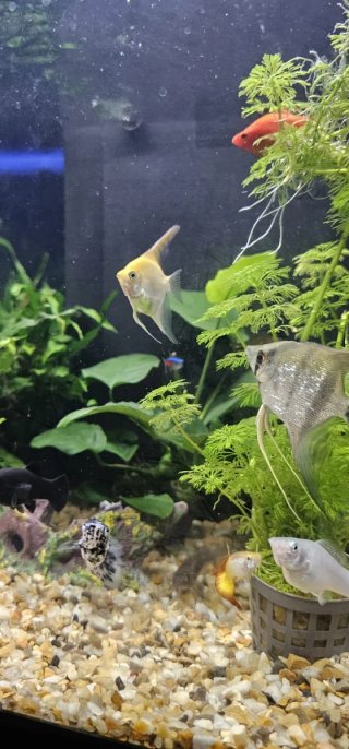Acuario completo con mueble y peces