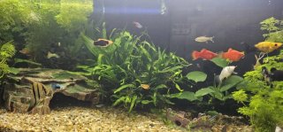 Acuario completo con mueble y peces