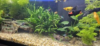 Acuario completo con mueble y peces