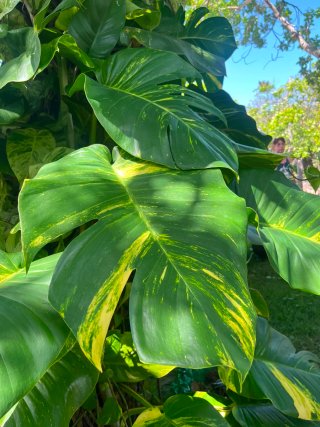 Poto Hawaiano (Epipremnum aureum)
