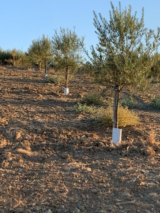 Fanega y media de plantones de olivo