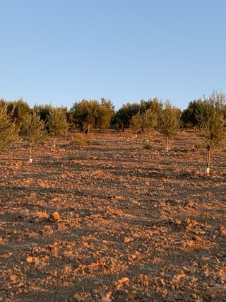 Fanega y media de plantones de olivo