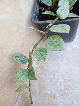 Hoya