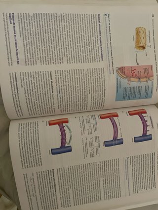 Fisiologia