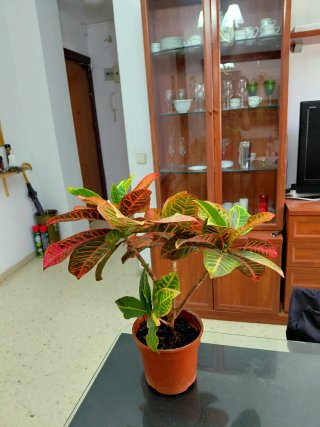 Croton Rosa Planta Interior