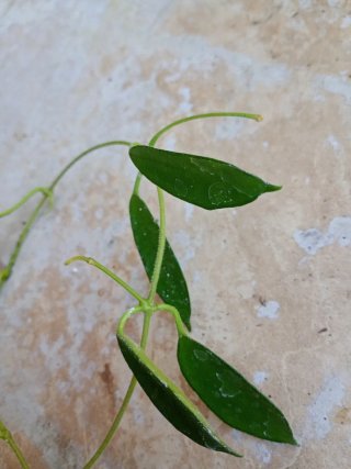 Hoya stoneana con penusolo