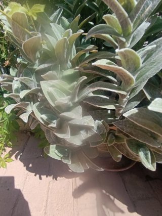 Tradescantia (planta)