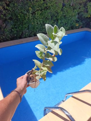 Tradescantia (planta)