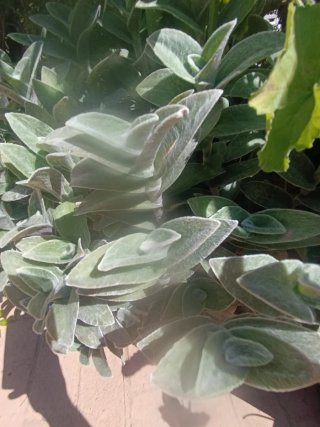 Tradescantia (planta)