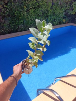 Tradescantia (planta)