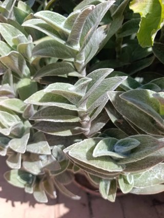 Tradescantia (planta)