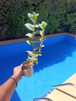 Tradescantia (planta)