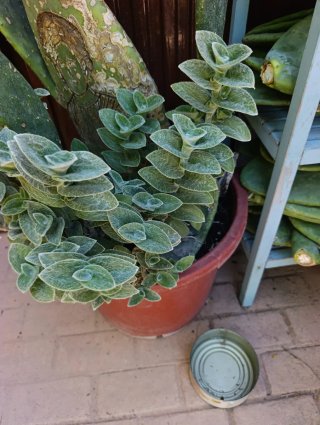 Tradescantia (planta)