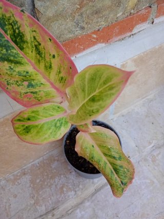 Aglaonema