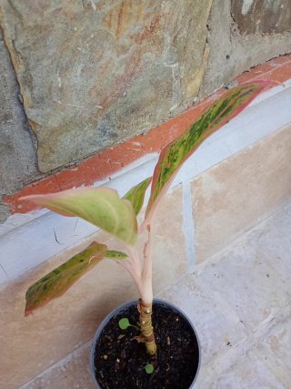 Aglaonema