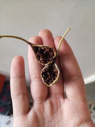 Semi di cappero