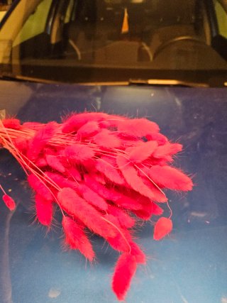 3 mazzi fiori secchi colore magenta