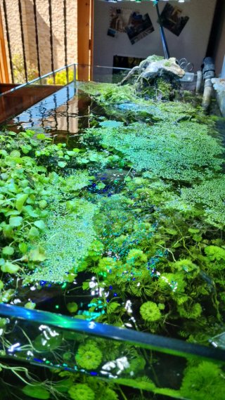 Pantalla LED Acuario 110cm 200W Casera