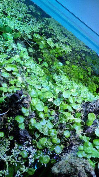 Pantalla LED Acuario 110cm 200W Casera