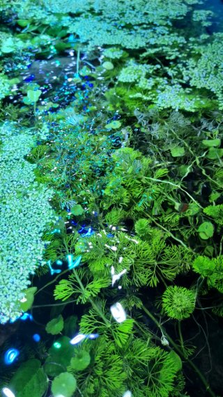 Pantalla LED Acuario 110cm 200W Casera