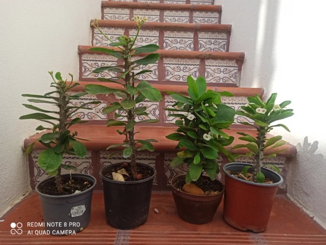 Lote 4 Suculentas Corona de Cristo