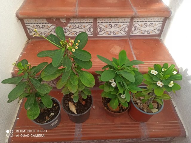 Lote 4 Suculentas Corona de Cristo