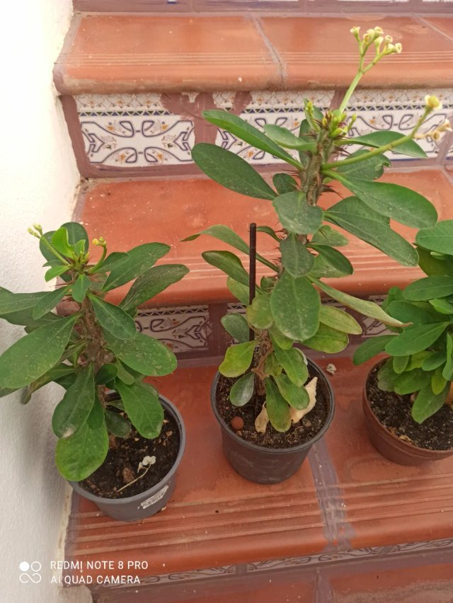 Lote 4 Suculentas Corona de Cristo