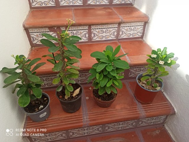 Lote 4 Suculentas Corona de Cristo