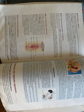 Anatomía aplicada
