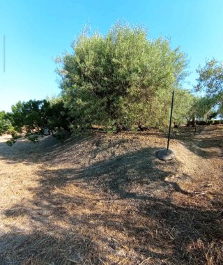 Terreno agricolo