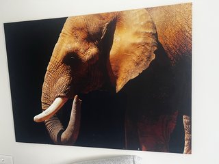 Cuadro Elefante Leroy Merlin 140x100
