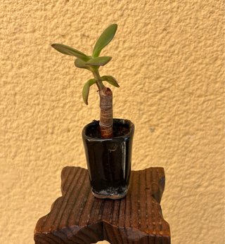 Arbol de jade bonsai miniatura