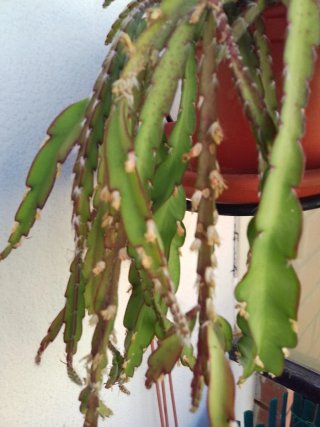 Cactus Lepismium Cruciforme