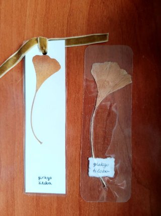 2 Marcapáginas botánicos de Ginkgo Biloba