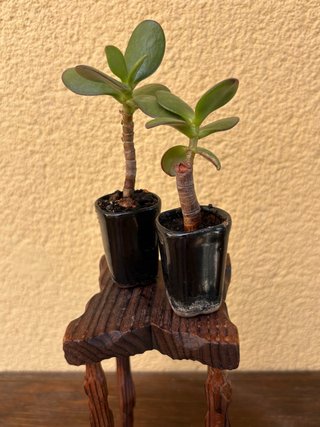 2 Árboles de Jade Bonsái