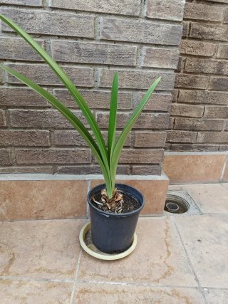 Planta en maceta