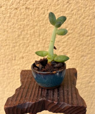 Bonsái Crassula Ovata (Árbol de jade)