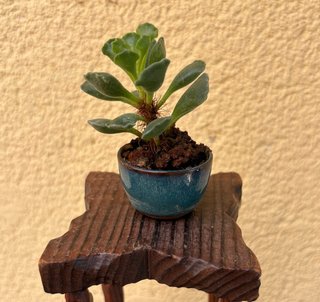 Adromischus cristatus bonsai
