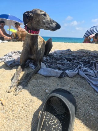 Paseador de perros en el valles