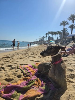 Paseador de perros en el valles