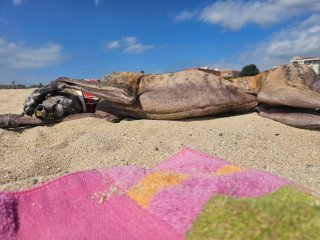 Paseador de perros en el valles