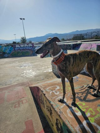 Paseador de perros en el valles